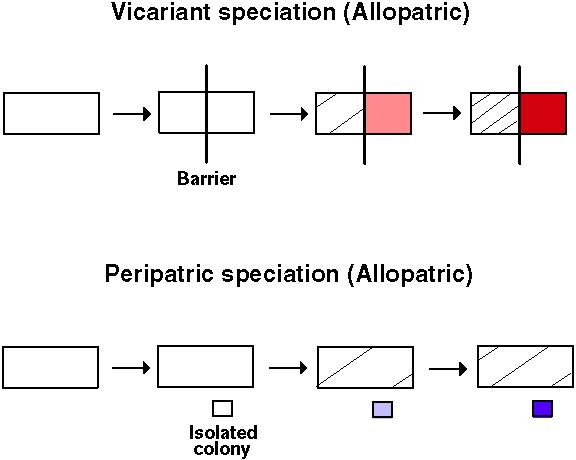 parapatric speciation