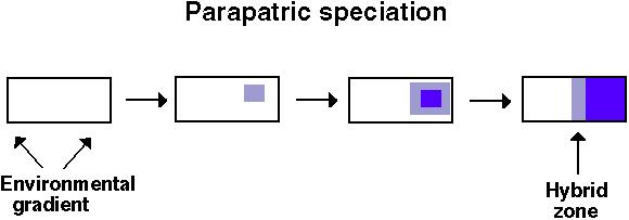 parapatric speciation