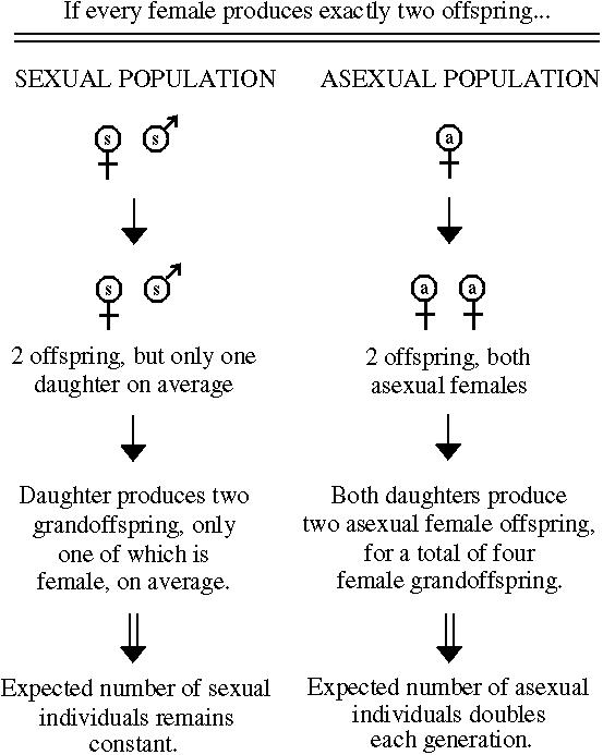 Evolutionary Genetics