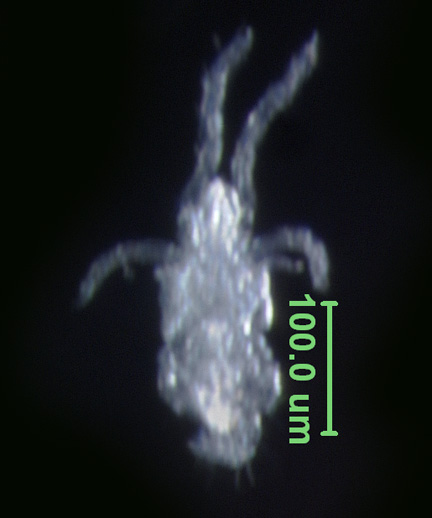Photo of 19C (dorsal)