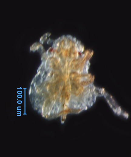 Photo of AM6 (ventral)