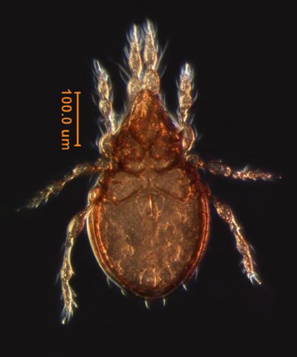 Photo of BH4 (ventral)