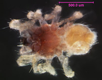 Photo of EI (ventral)