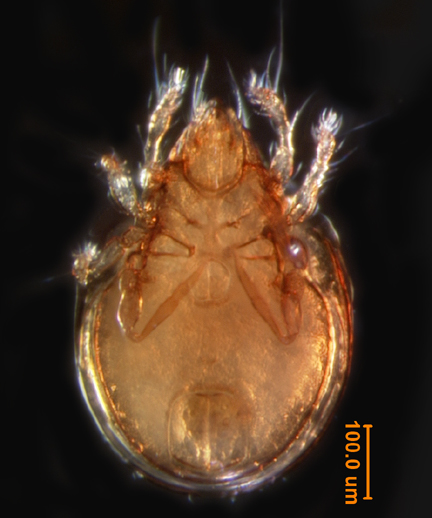 Photo of I4a  (ventral)