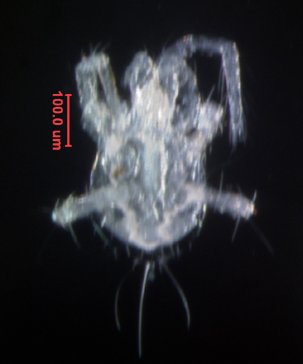 Photo of Q1 (ventral)