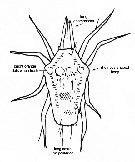 Drawing of 18F (dorsal)