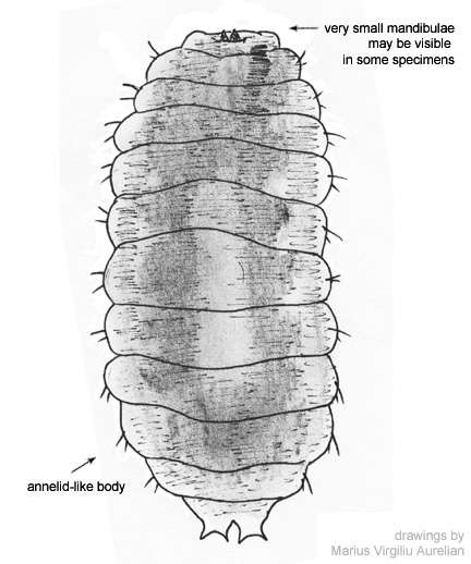 Drawing of 2Q (ventral)