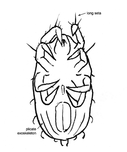 Drawing of 5E (ventral)