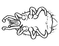 Drawing of AB5 (ventral)