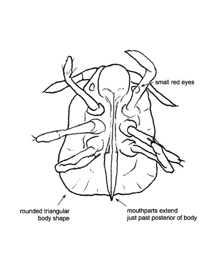 Drawing of AM6 (ventral)