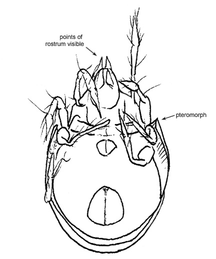 Drawing of AR3 (ventral)