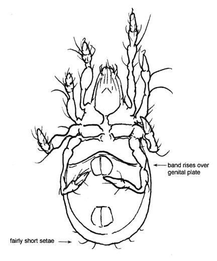 Drawing of BH4 (ventral)