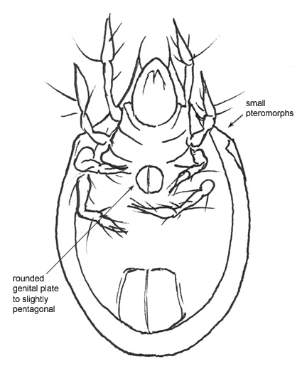 Drawing of I4a (ventral)