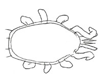Drawing of XG7 (dorsal)