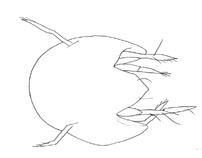 Drawing of ZO2 (dorsal)