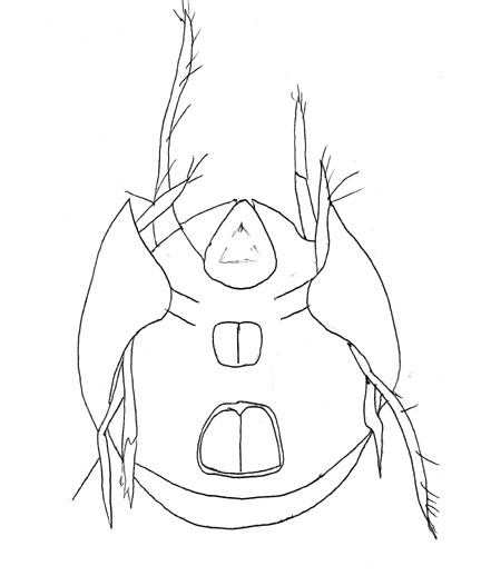 Drawing of ZO2 (ventral)