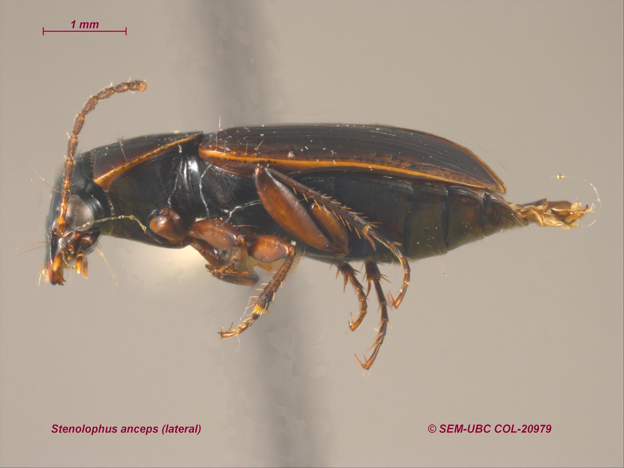 Stenochironomus roquei n. sp., larva. A, antenna, B, labrum, C