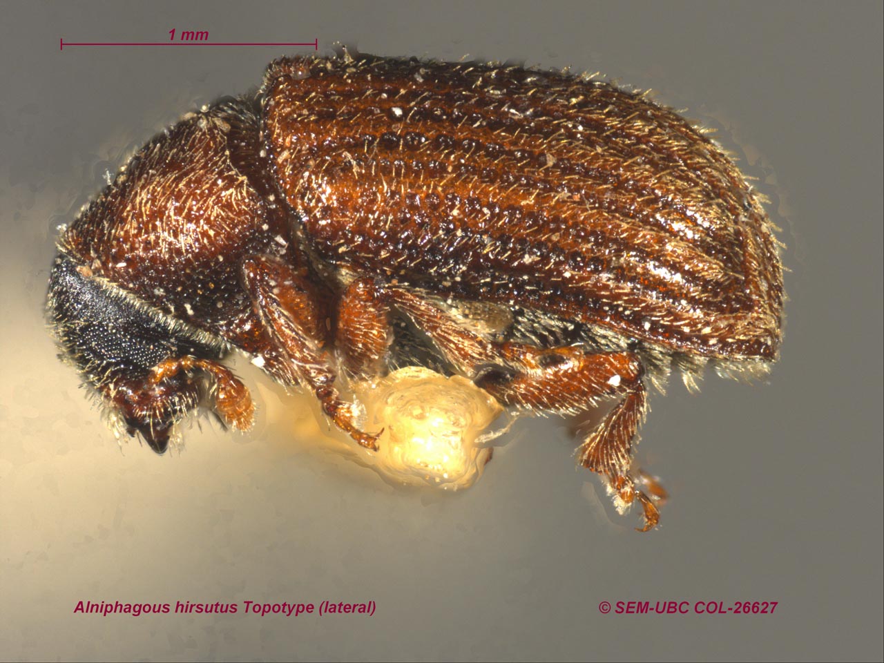 Scolytinae