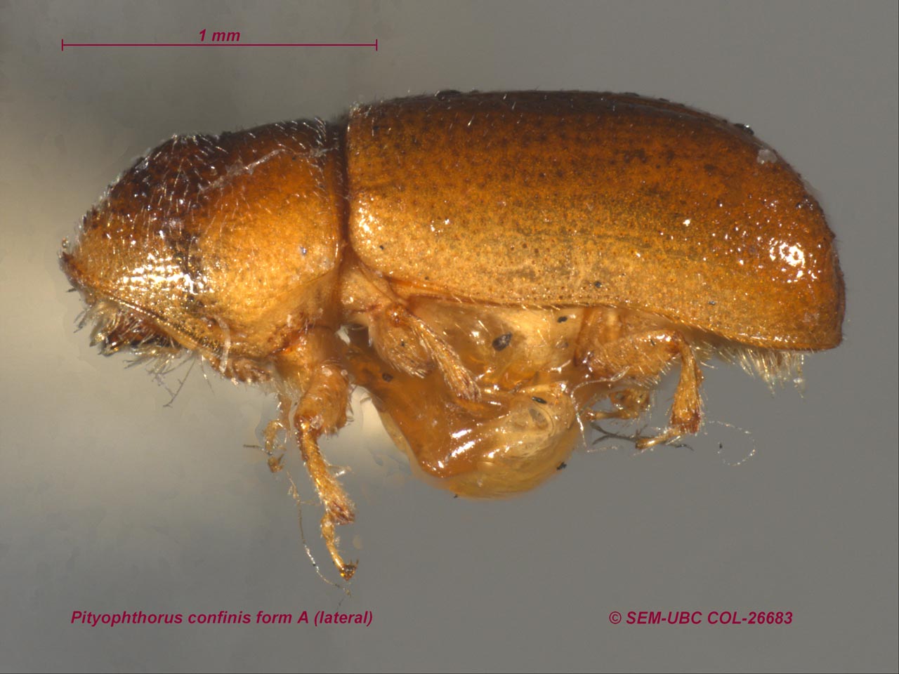 Pityophthorus confinis