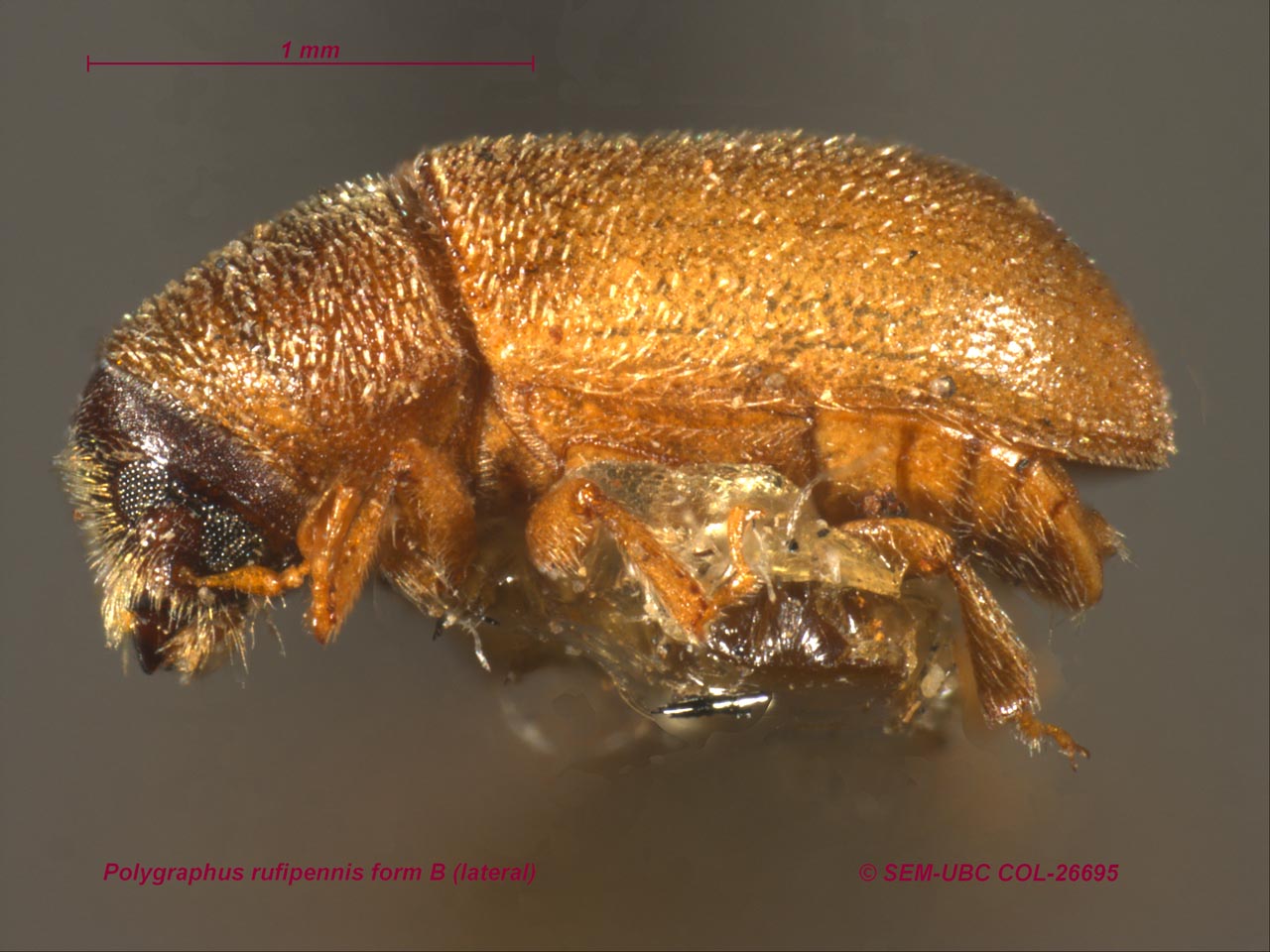 Polygraphus