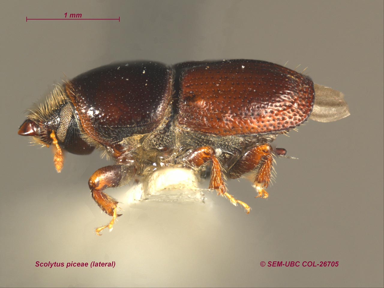 Scolytus