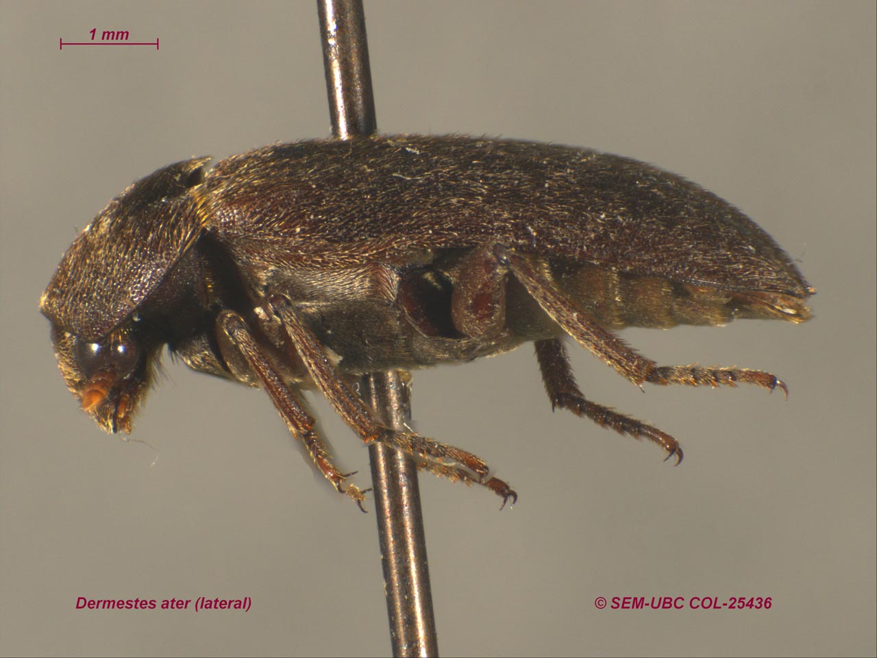 The lethal and sterile doses of gamma radiation on the museums pest, varied carpet  beetle, Anthrenus verbasci (Coleoptera: Dermestidae)