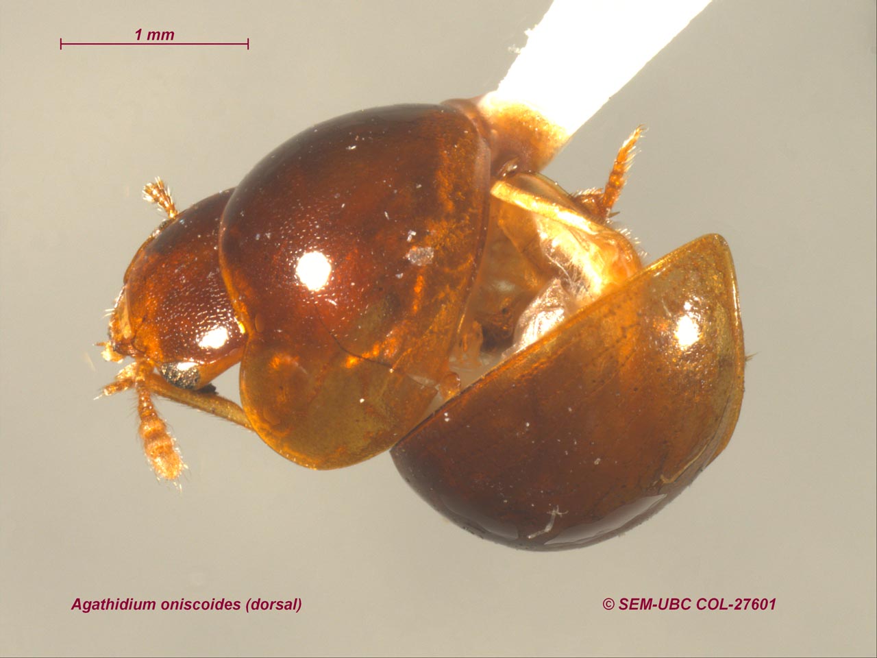 Leiodidae