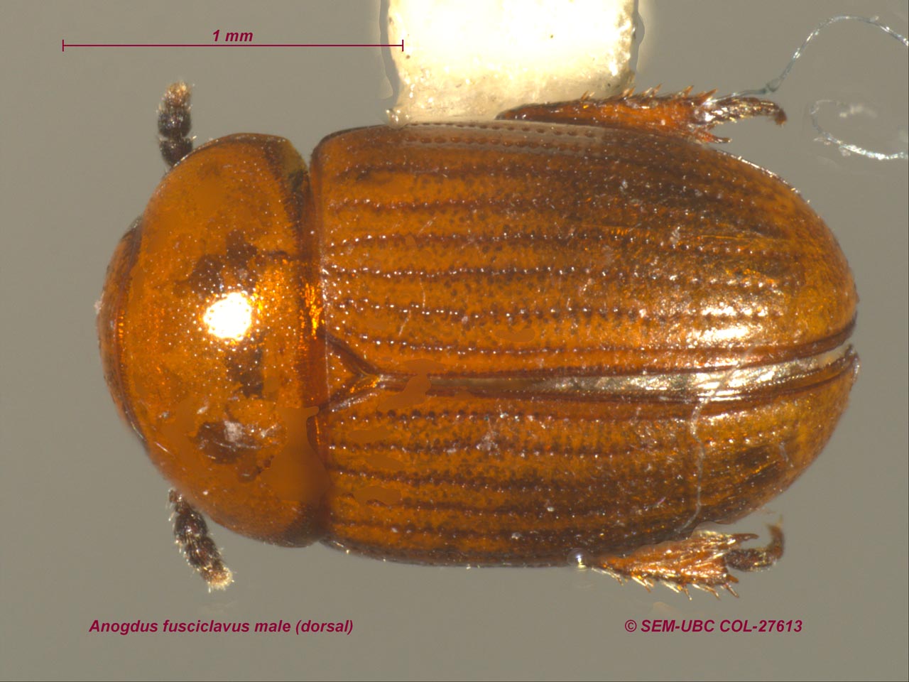 Leiodidae