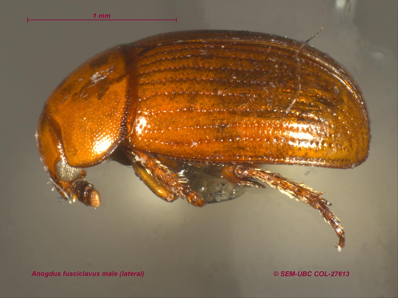 Leiodidae