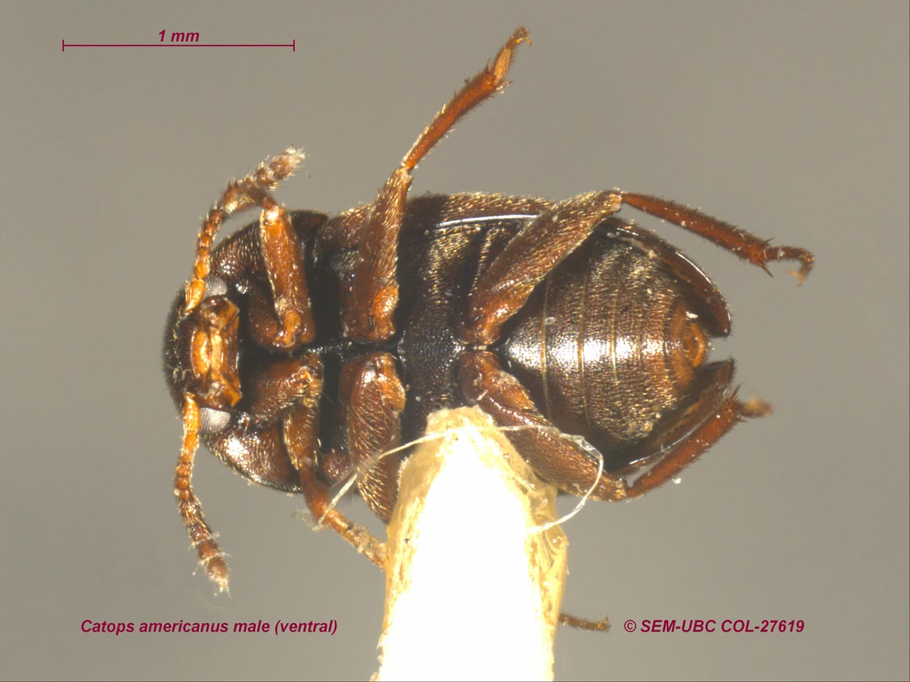 Leiodidae