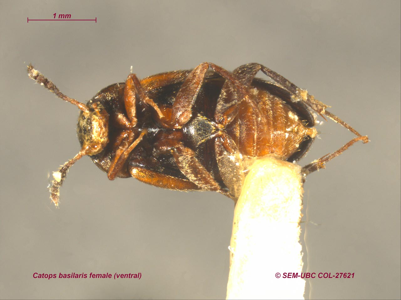 Leiodidae