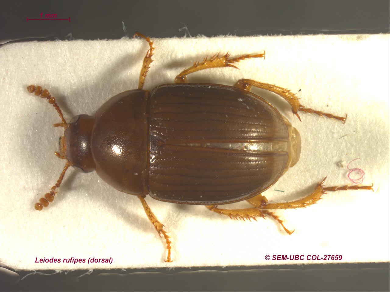 Leiodidae