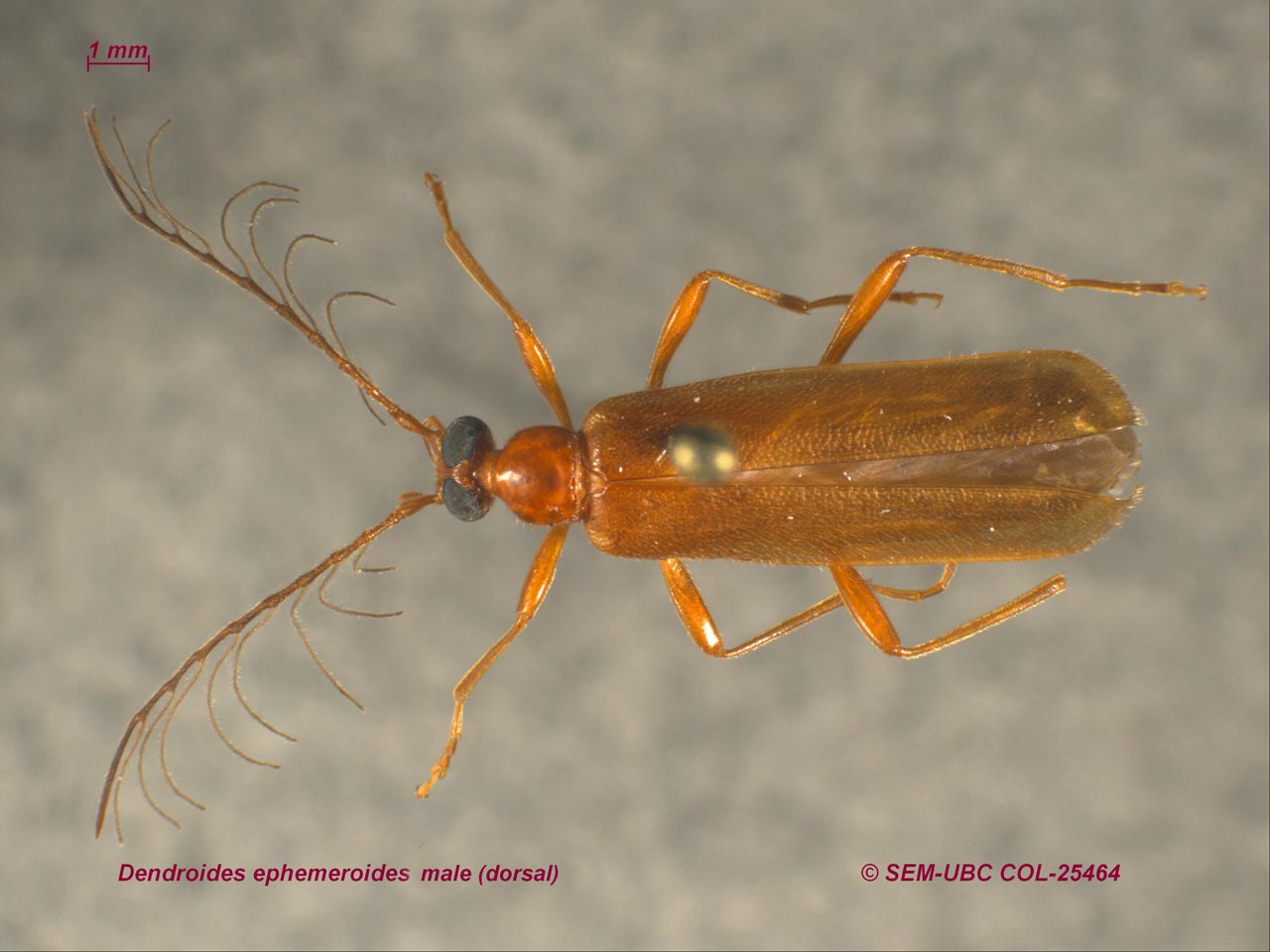 Pyrochroidae