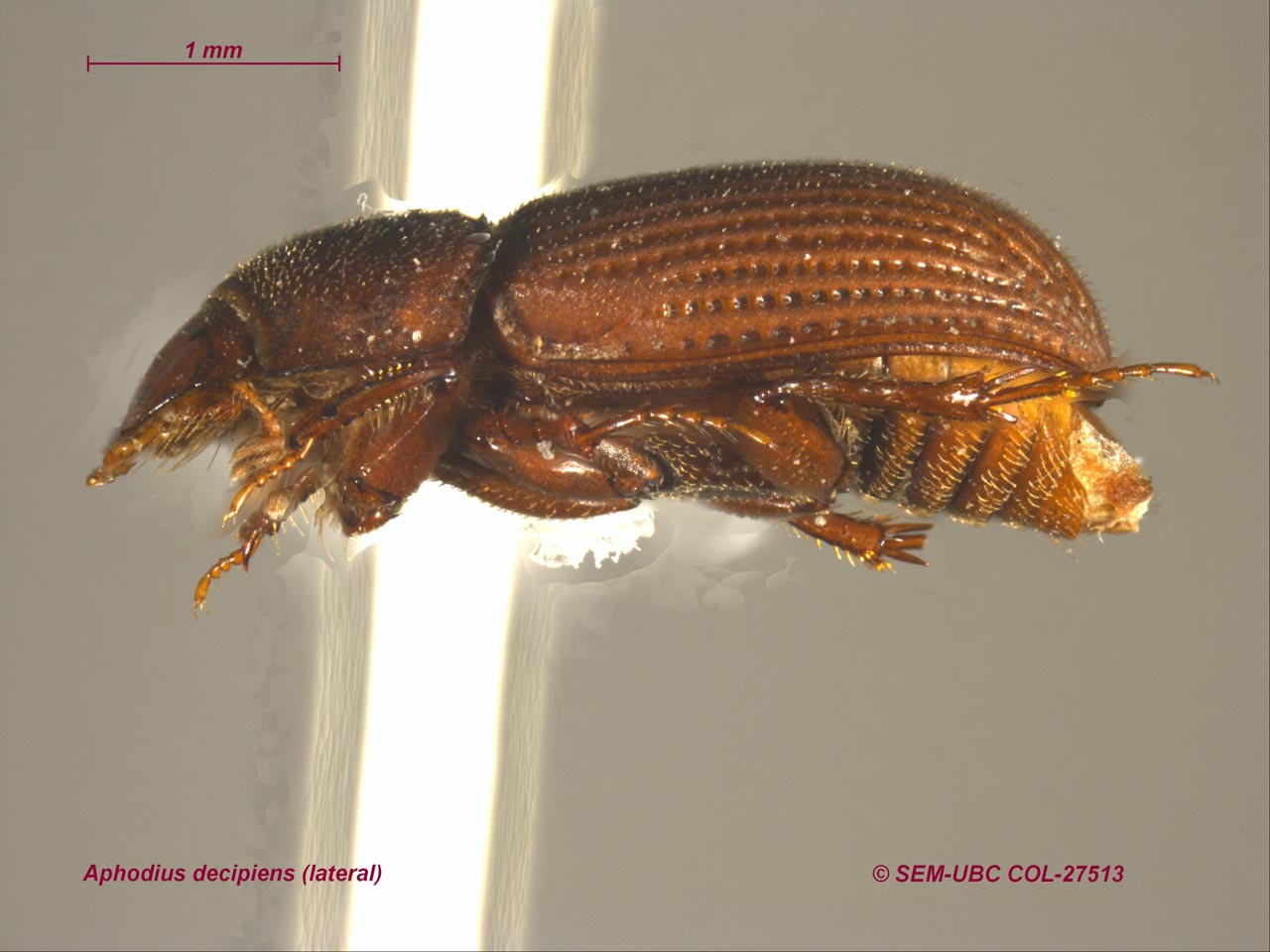 Dialytodius