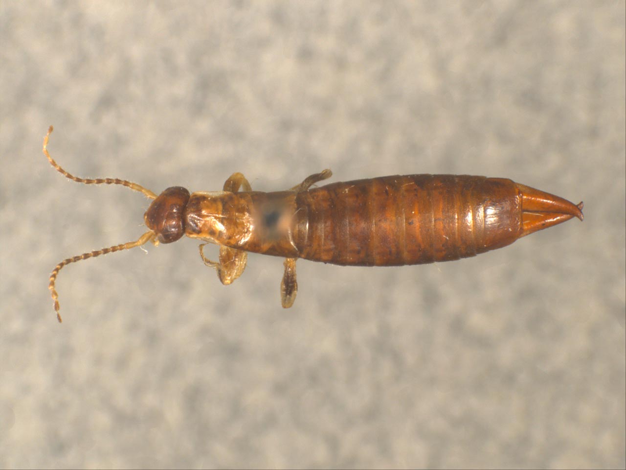 Anisolabididae