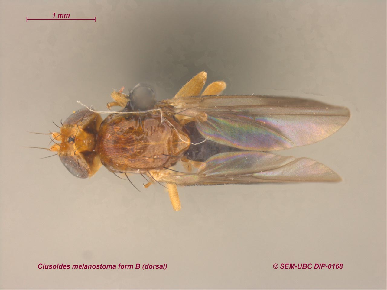 Clusiidae