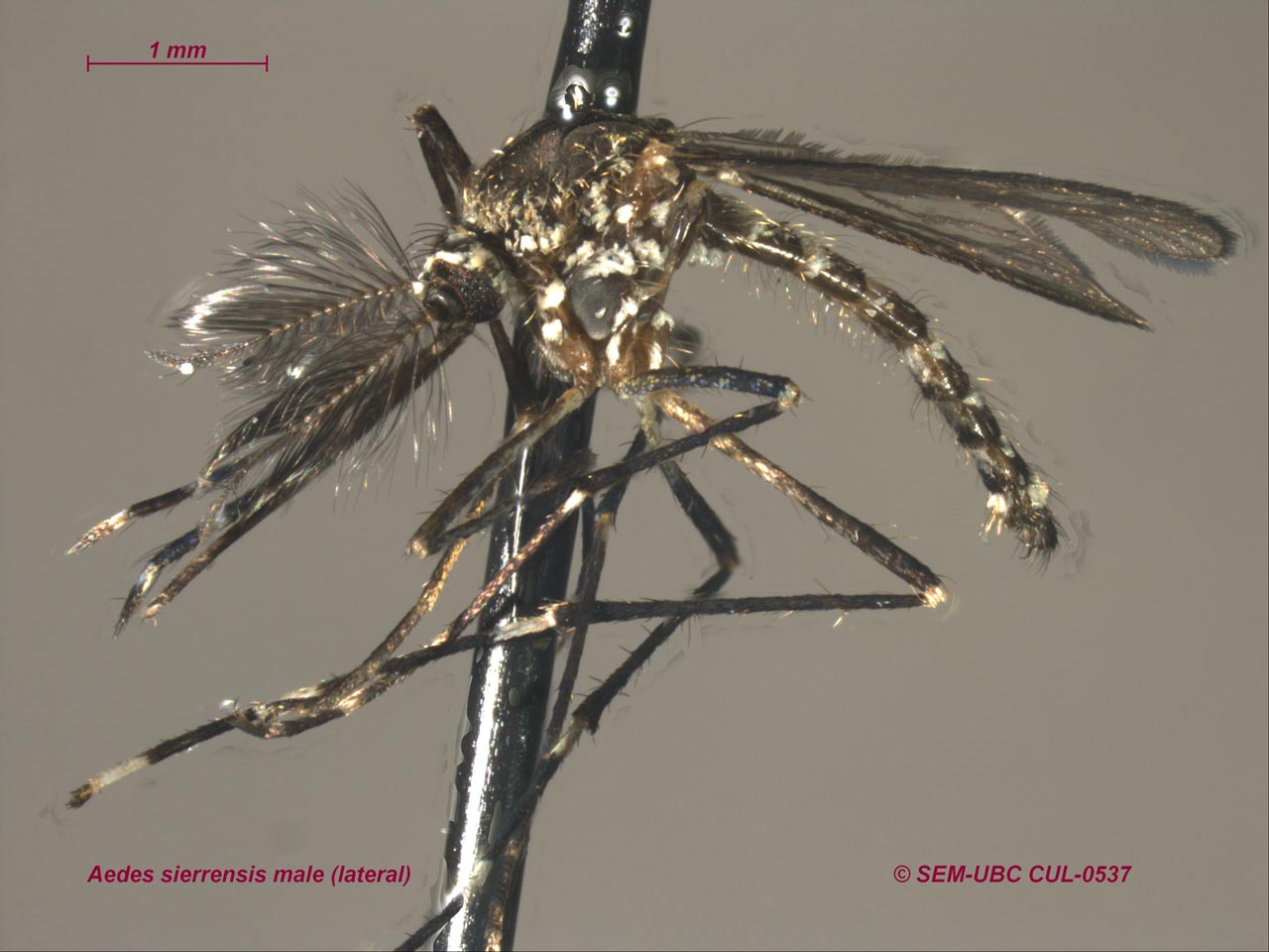 Aedes sierrensis ♂