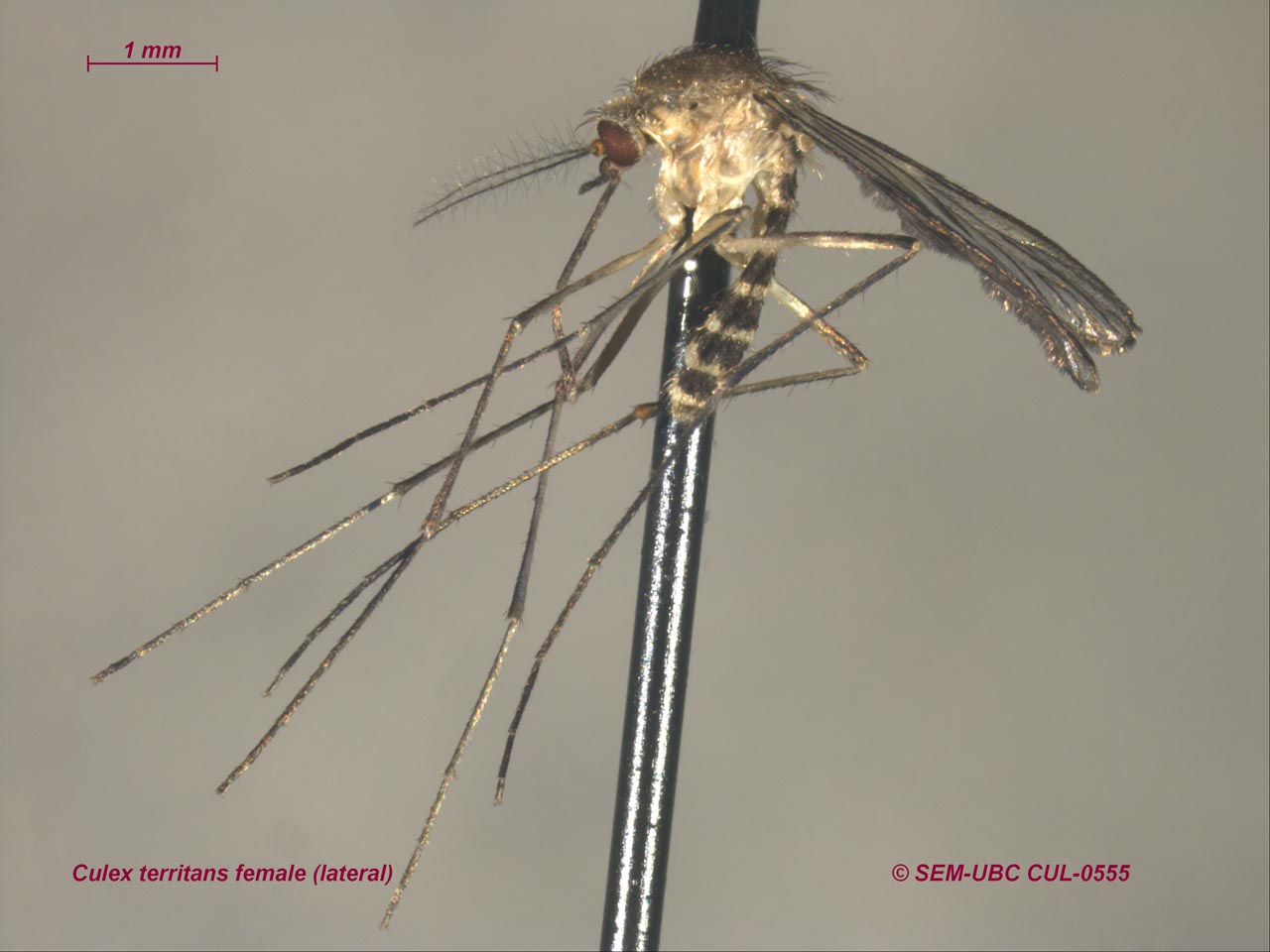 Алекс кулекс грань сила. Culex, Aëdes профилактика. Culex tritaeniorhynchus. Кулекс Алекс. Слуга 5.