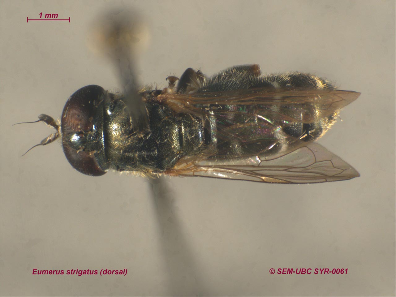 Syrphidae