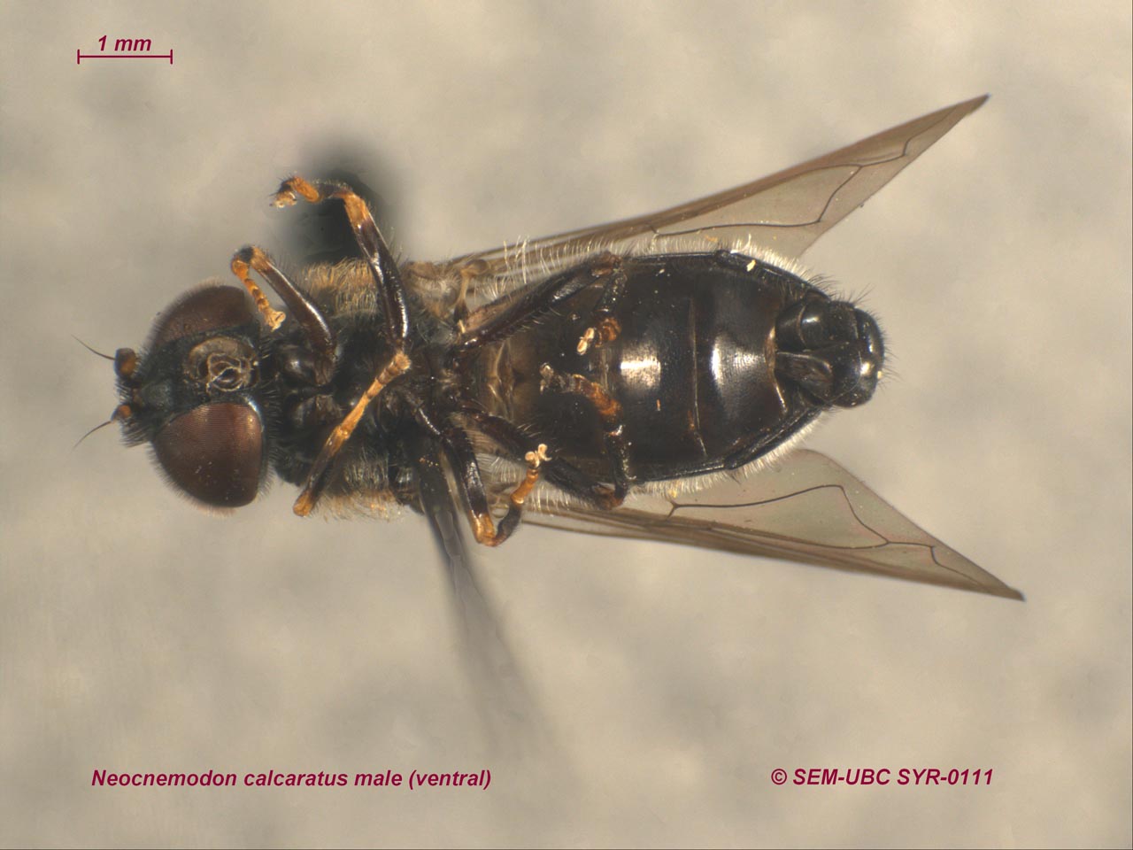 Syrphidae