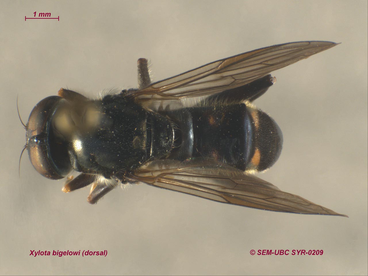 Syrphidae