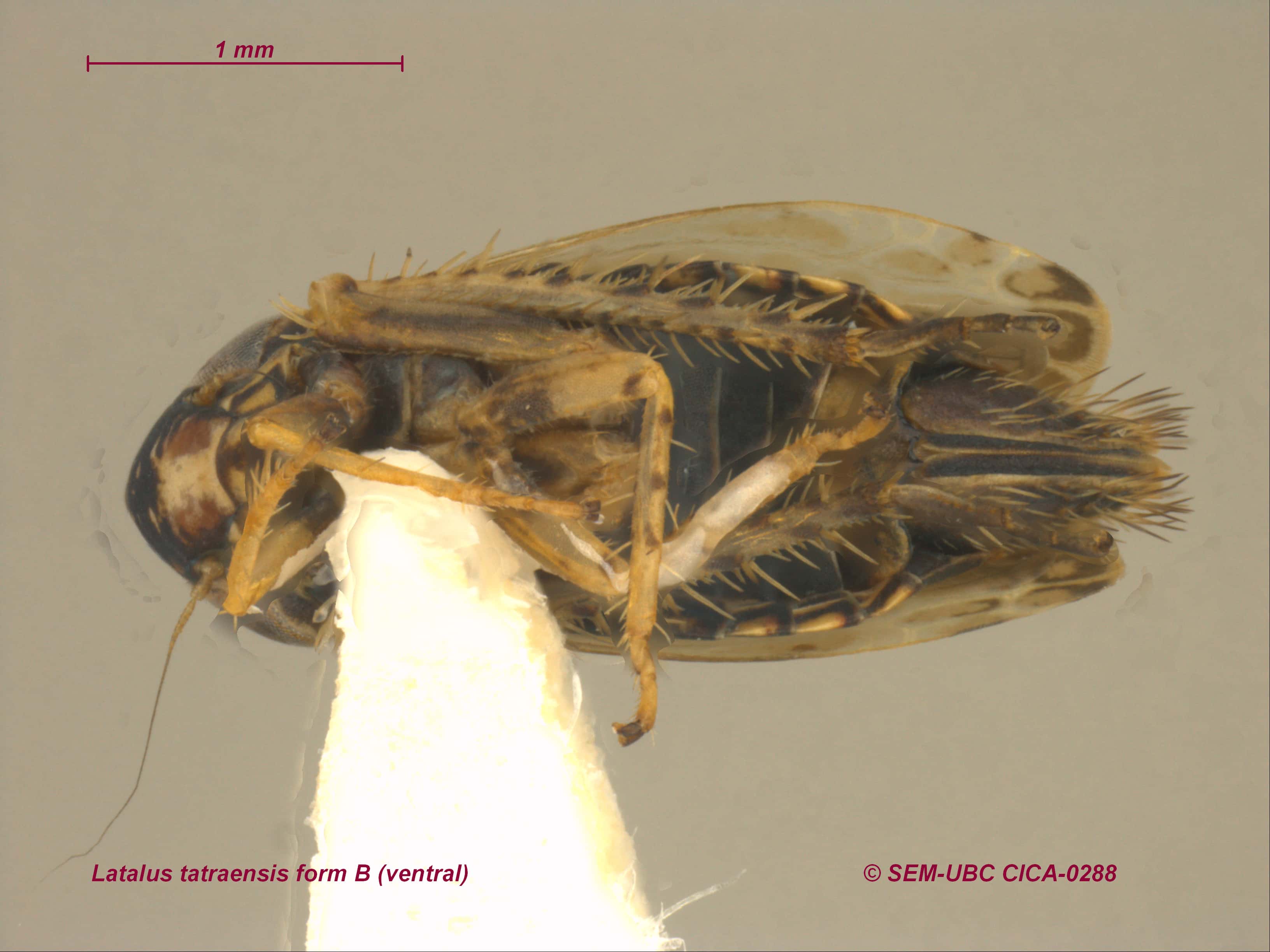 Stenochironomus roquei n. sp., larva. A, antenna, B, labrum, C