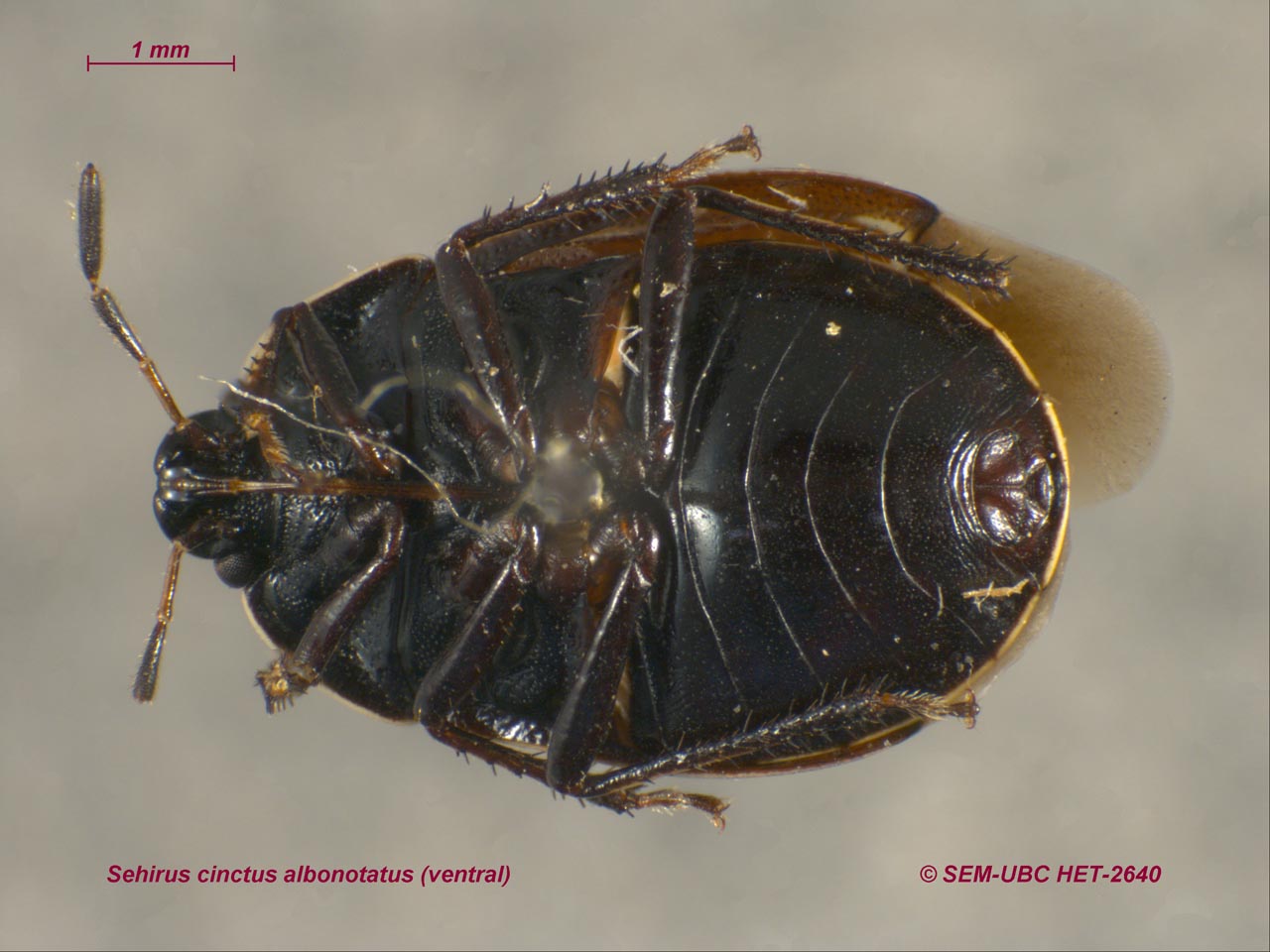 Cydnidae