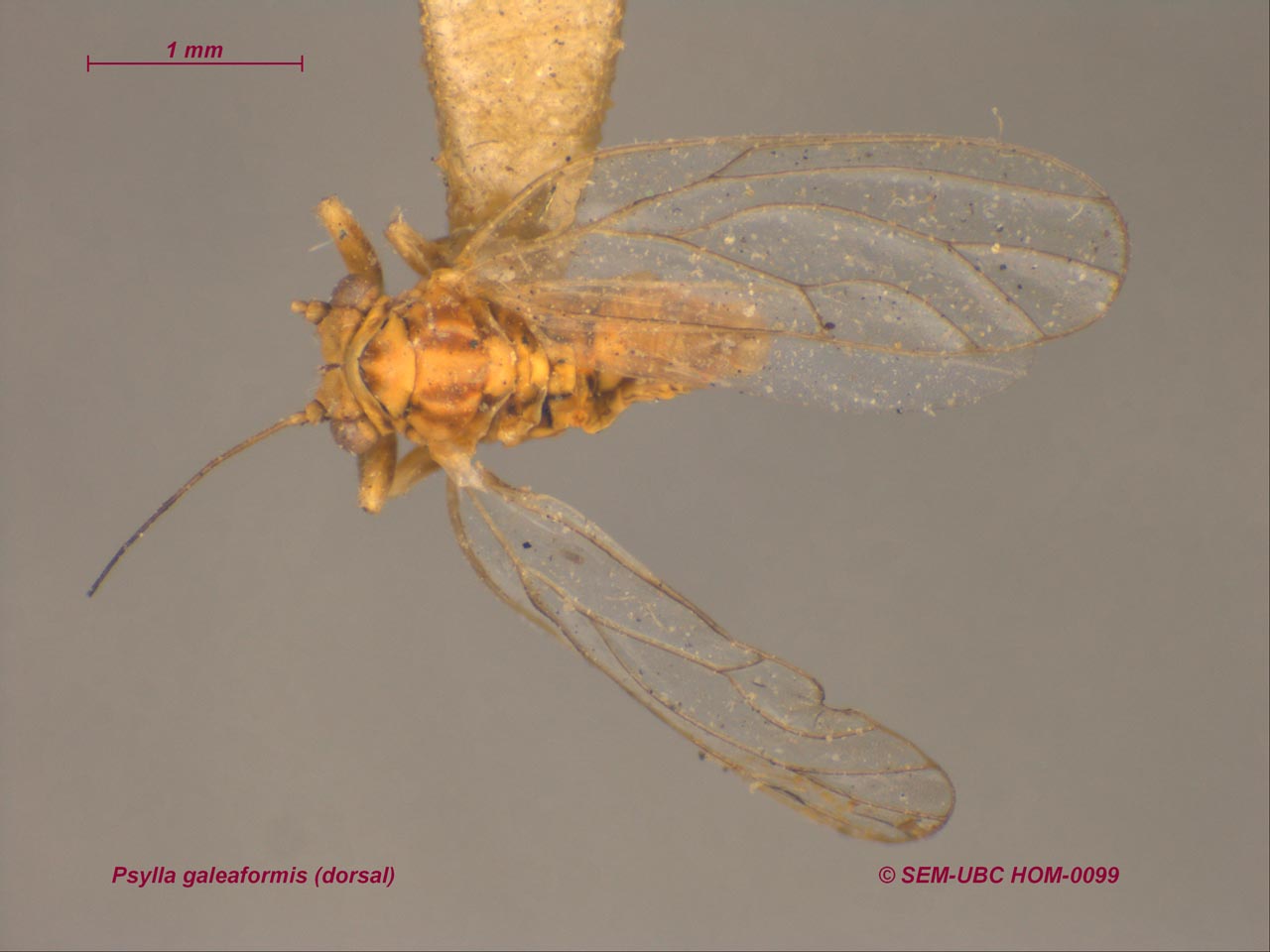 Psyllidae