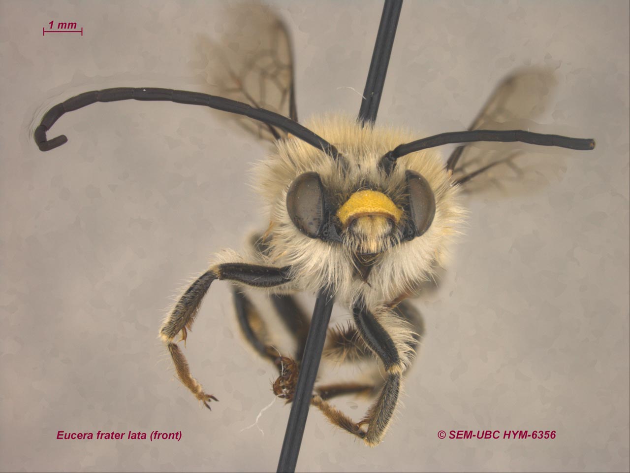 Eucera