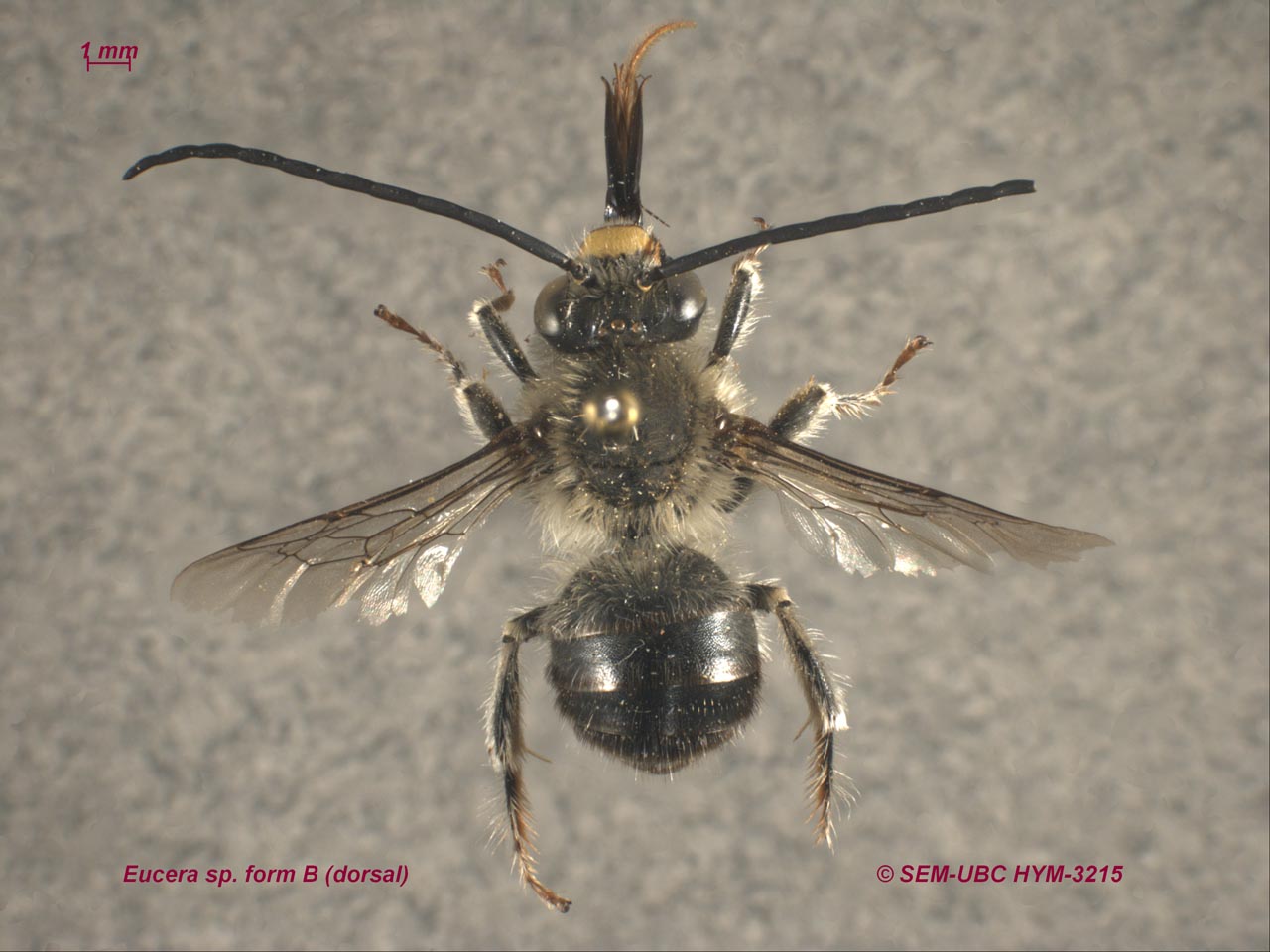 Eucera