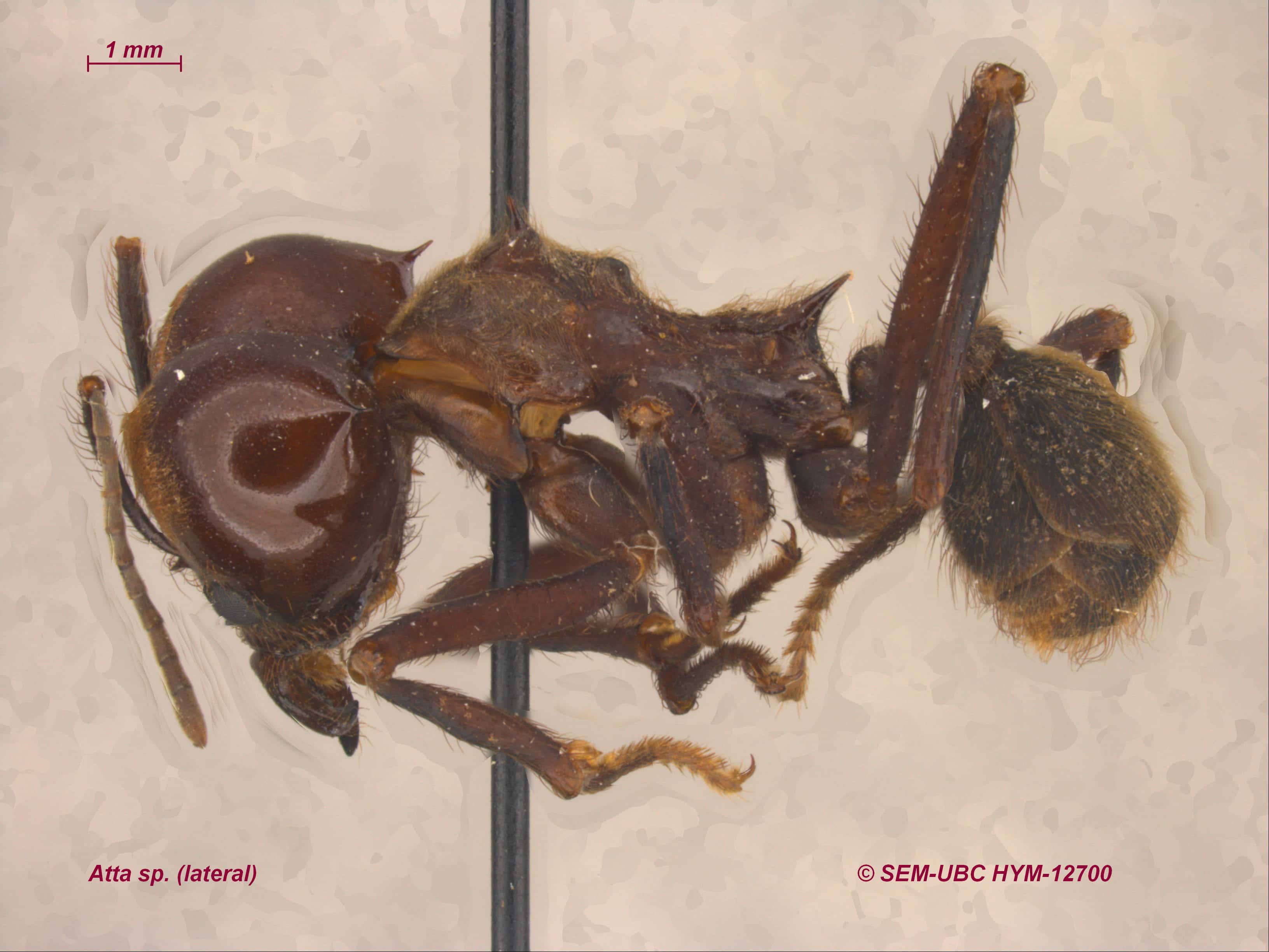 Stenochironomus roquei n. sp., pupa. A, frontal apotome, B