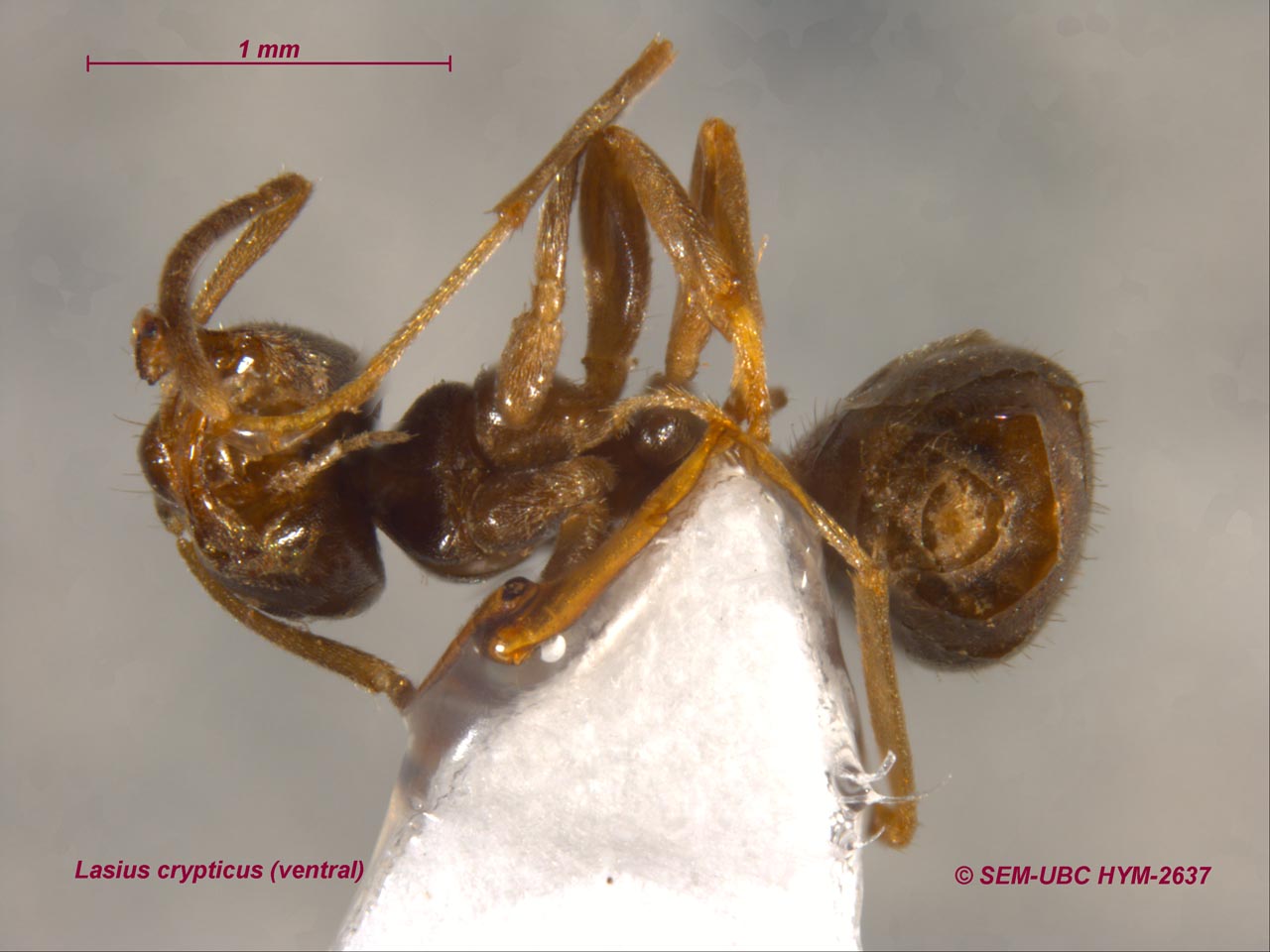 Lasius