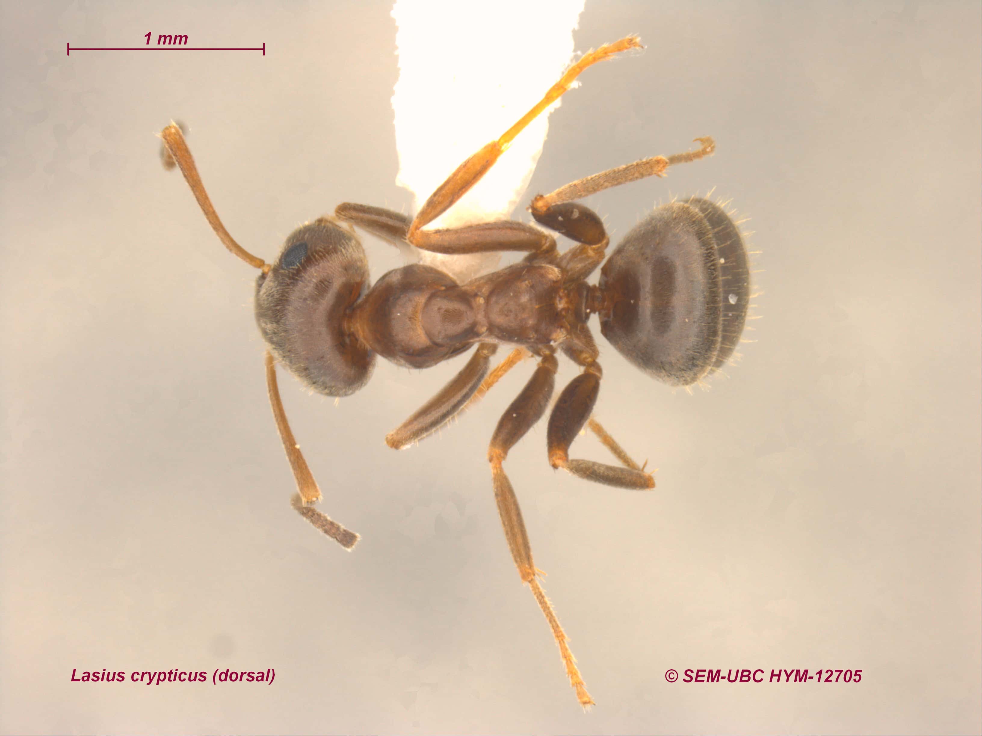 Lasius