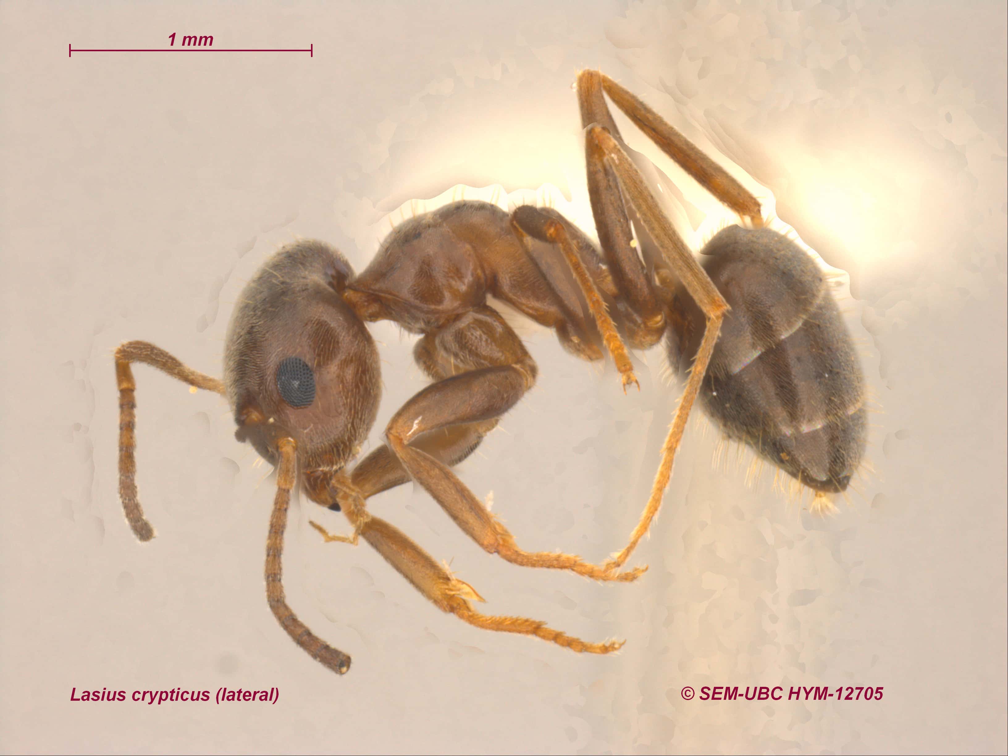 Lasius crypticus